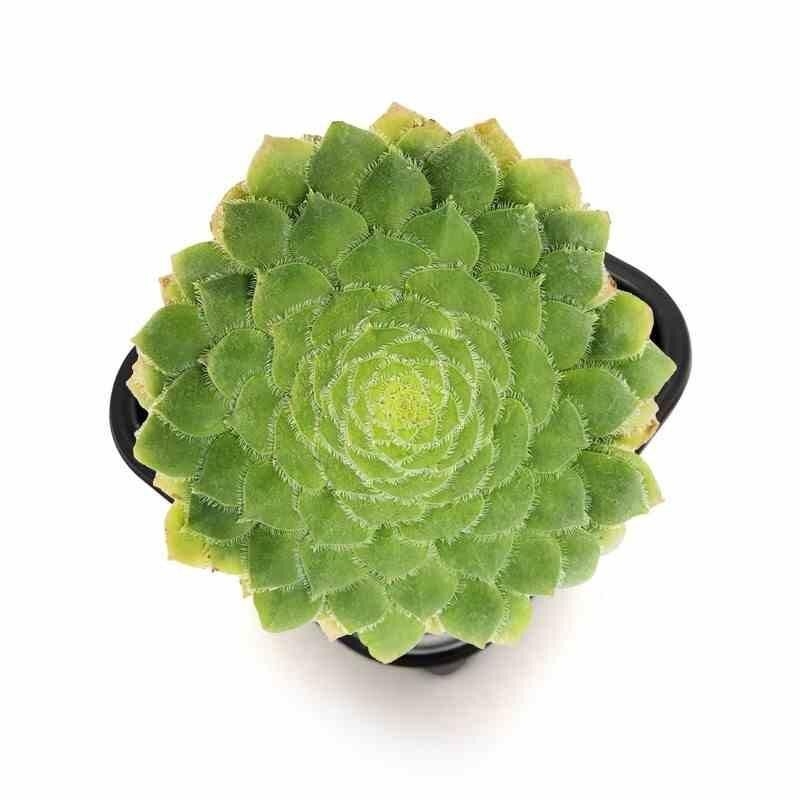 Aeonium tabuliforme - Aéonium tabulaire plat
