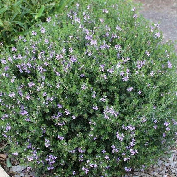 Westringia eremicola 'Blue' - Romarin d'Australie bleu