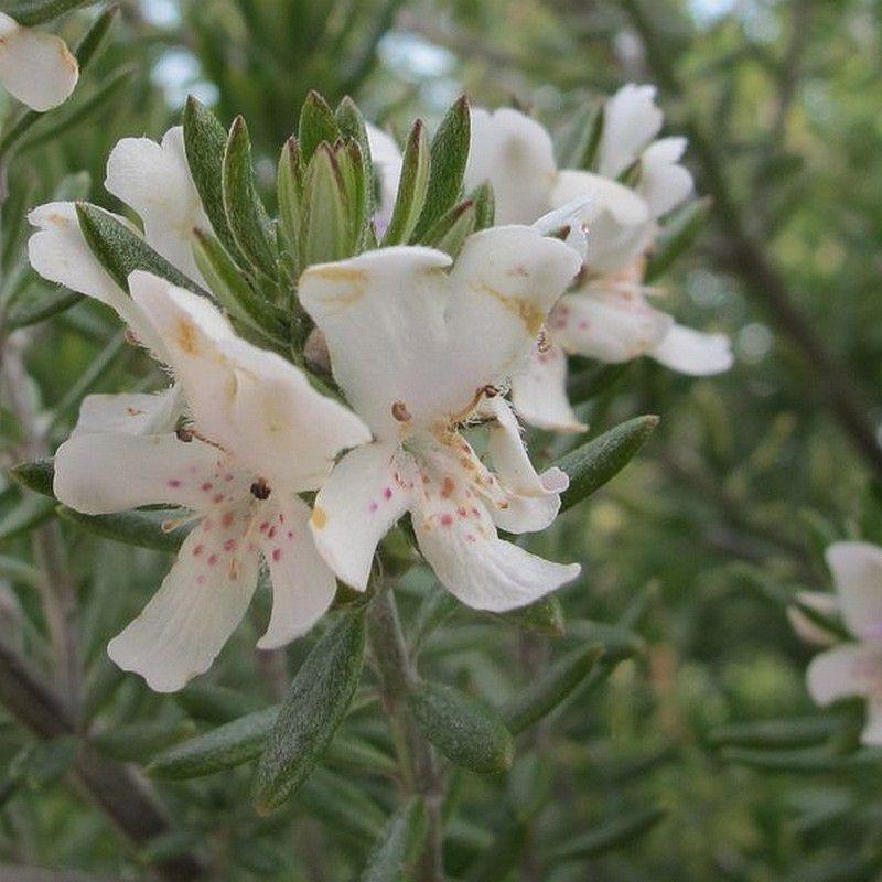 Westringia fruticosa 'Alba' - Romarin d'Australie blanc
