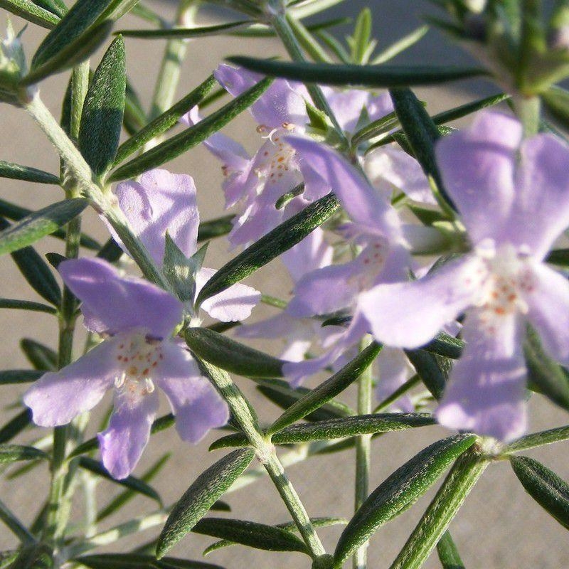 Westringia fruticosa - Romarin d'Australie argenté