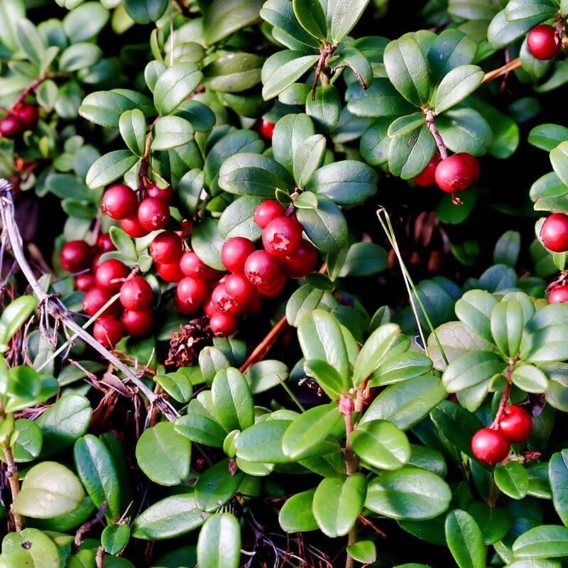 Vaccinium vitis-idea 'Koralle' - Airelle rouge 'Koralle'