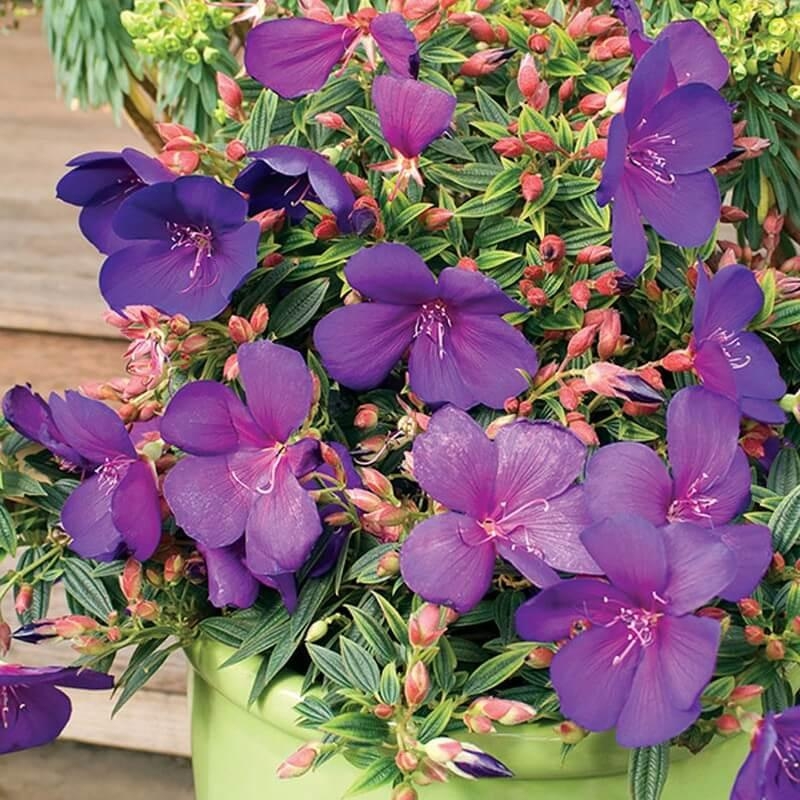 Tibouchina urvilleana 'Groovy Baby'® - Tibone d'Urville nain - Tibouchine Teko®