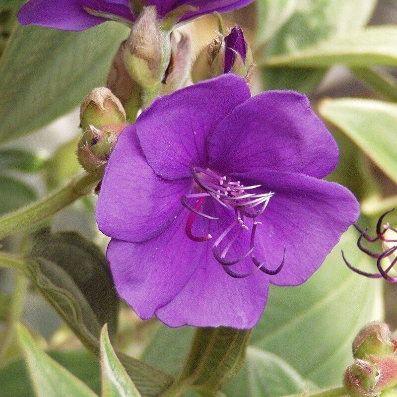 Tibouchina urvilleana - Tibone d'Urville - Tibouchine violet