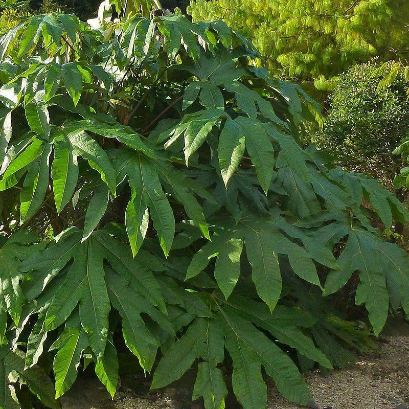 Tetrapanax papyrifera 'Rex' - Aralie à papier de Chine