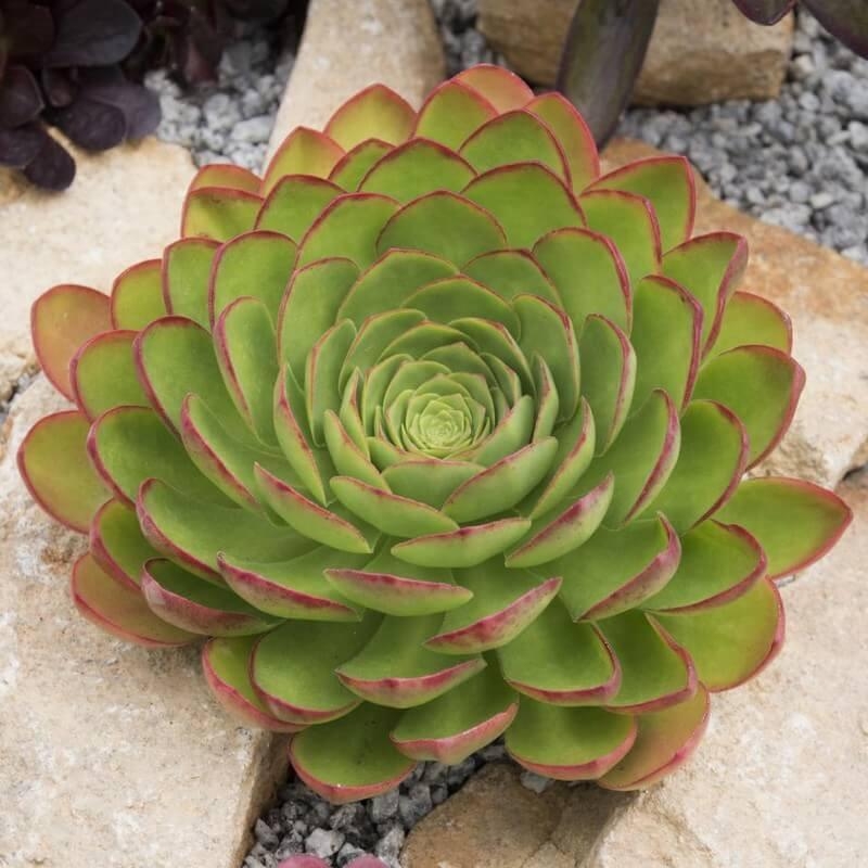 Semponium Surreal® 'Diamond' – Grande rosette verte-bordure rouge