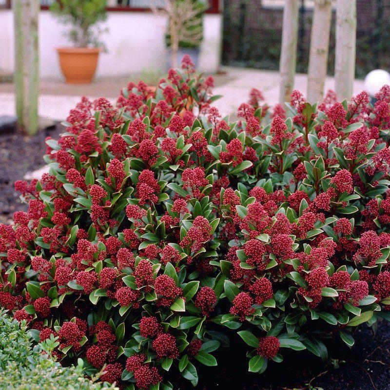 Skimmia japonica 'Rubella' - Skimia du Japon rouge