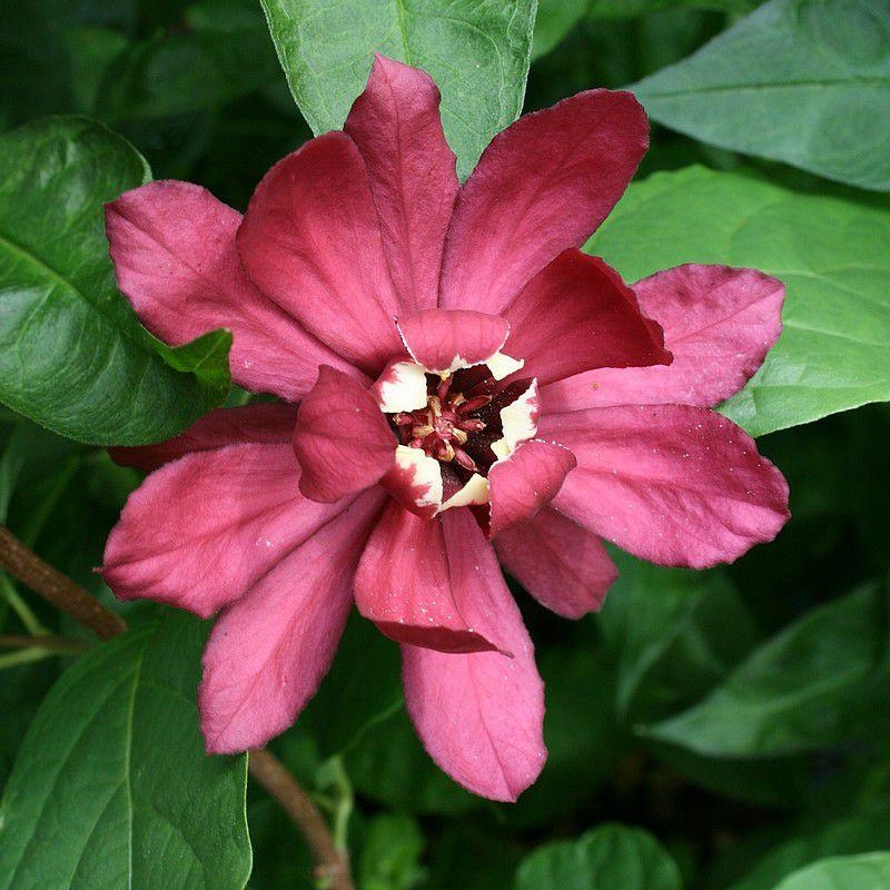 Sinocalycanthus raulstonii 'Hartlage Wine' - Arbre aux anémones