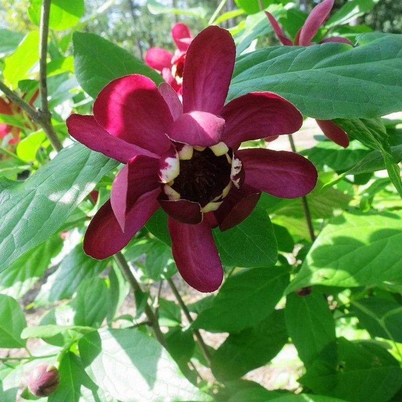 Sinocalycanthus 'Aphrodite' - Calycanthe hybride mauve et blanc