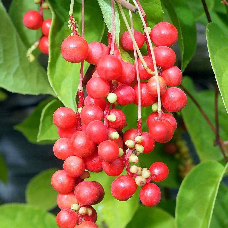 Schisandra chinensis - Baie de Chine aux cinq saveurs