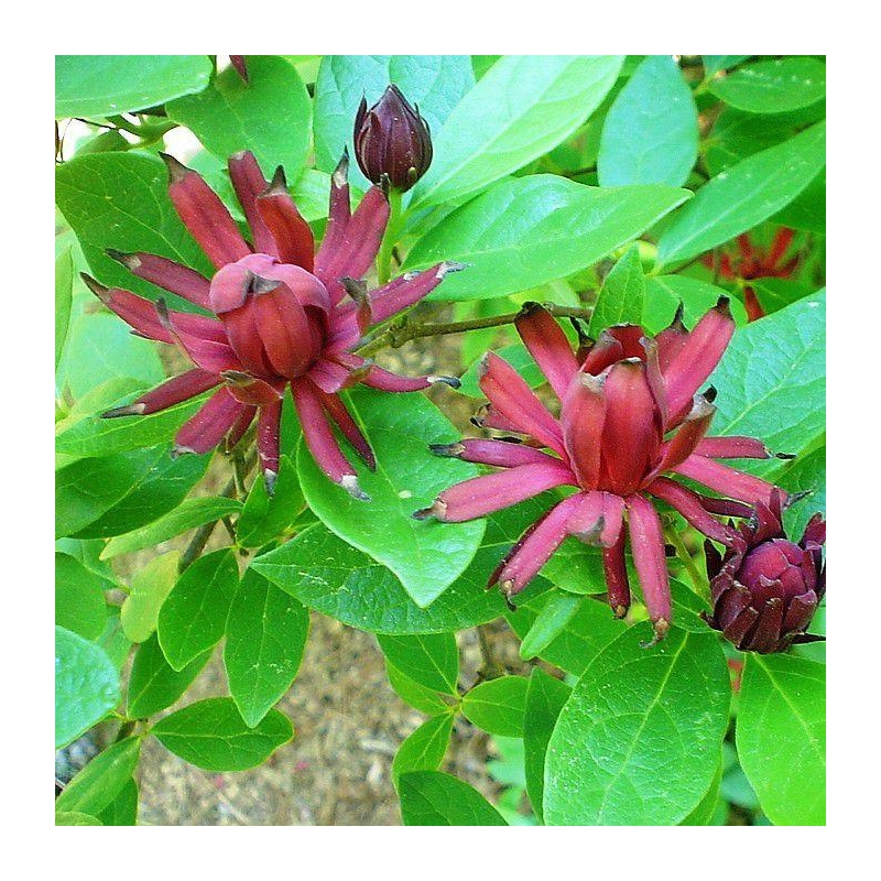 Calycanthus floridus - Arbuste aux anémones - Arbre Pompadour