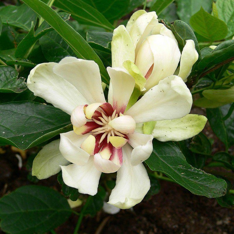 Calycanthus x raulstonii 'Venus' - Calycanthe hybride blanc