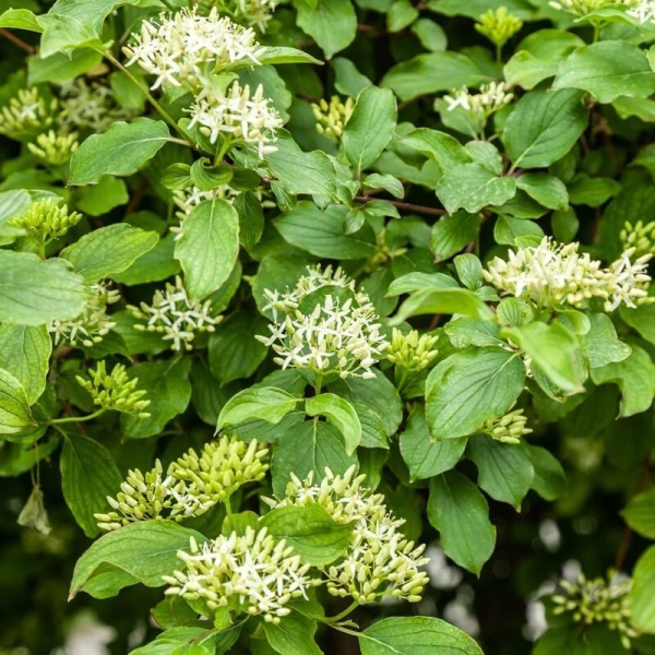 Cornus sanguinea - Cornouiller sanguin