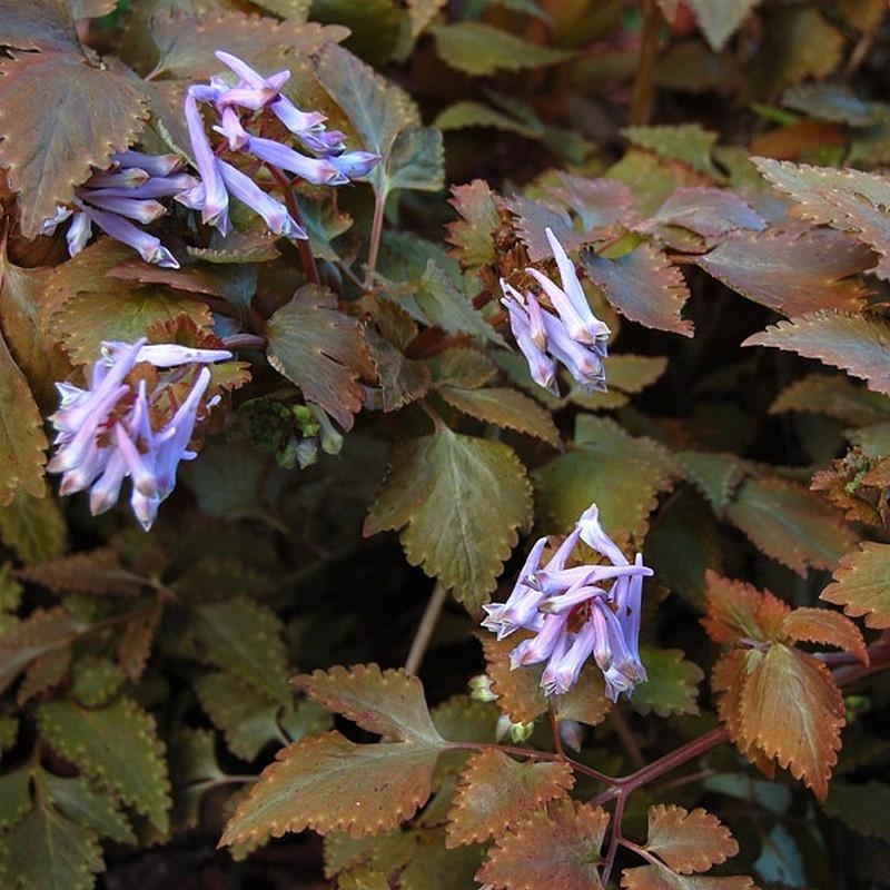 Corydalis temulifolia 'Chocolate Stars' - Corydale étoile chocolat