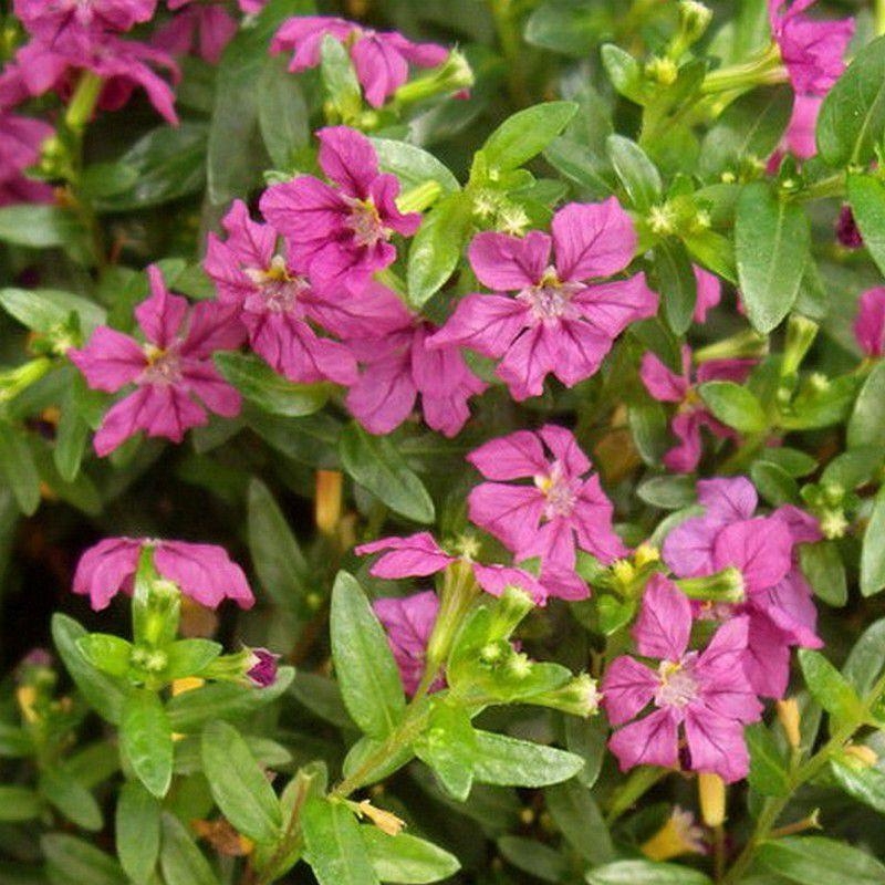 Cuphea hyssopifolia 'Rubra' - Etoile du Mexique rouge