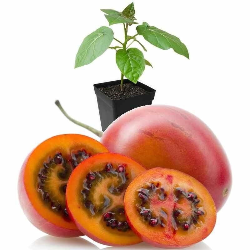 Cyphomandra betacea - Tomate en arbre - Tamarillo