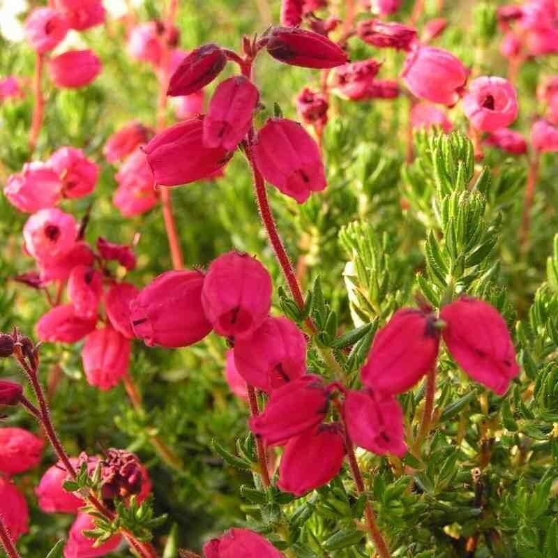 Daboecia cantabrica 'Rubra' - Bruyère d'Irlande rouge