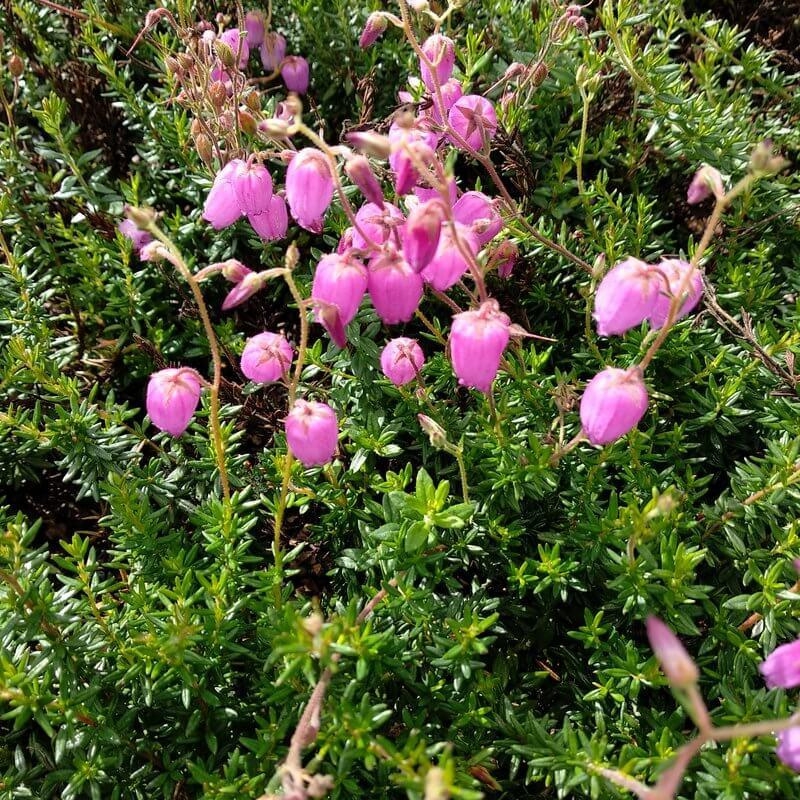 Daboecia cantabrica 'Atropurpurea' - Bruyère d'Irlande rose