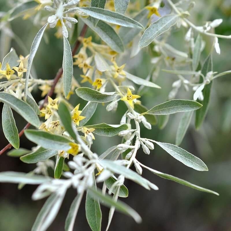 Elaeagnus angustifolia - Olivier de Bohème