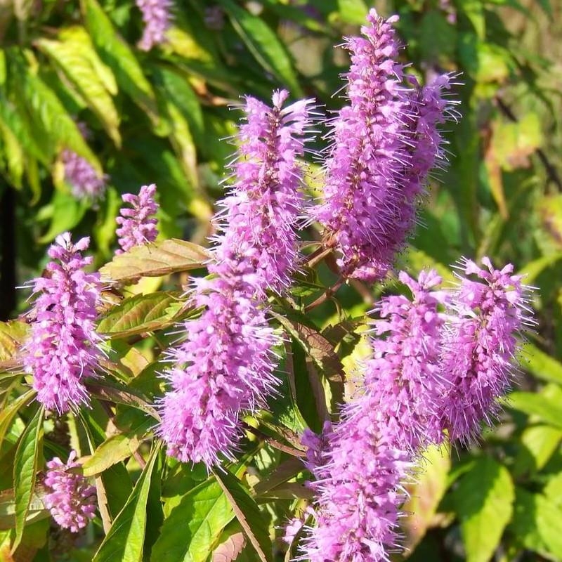 Elsholtzia stauntonii - Menthe en arbre