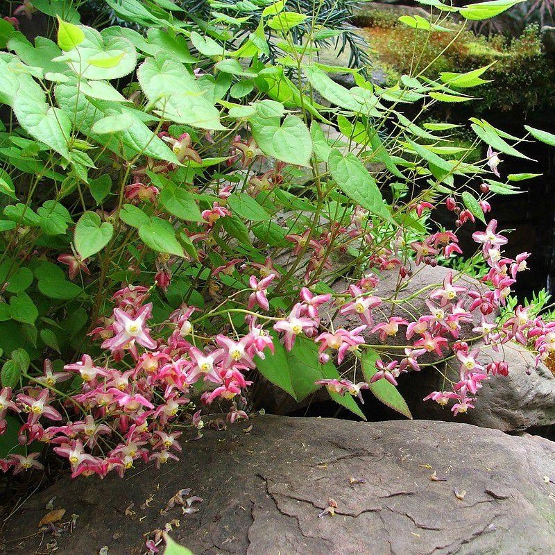 Epimedium rubrum - Fleur des elfes acajou