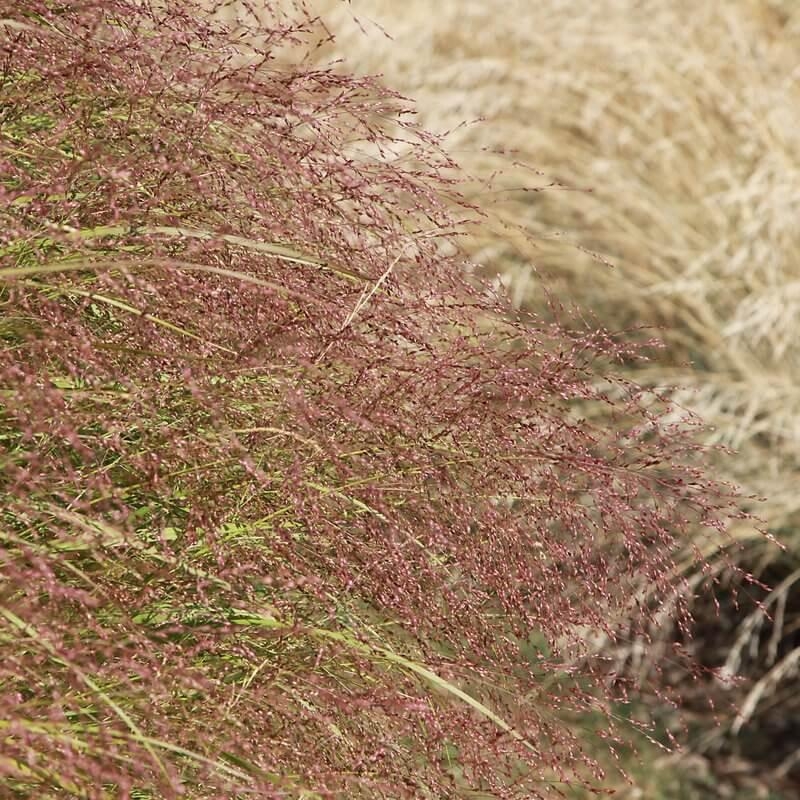 Eragrostis spectabilis - Herbe d'Amour violette