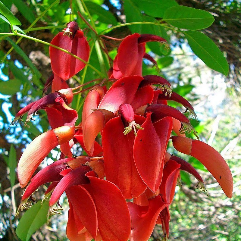 Erythrina crista-galli - Arbre corail crête de coq