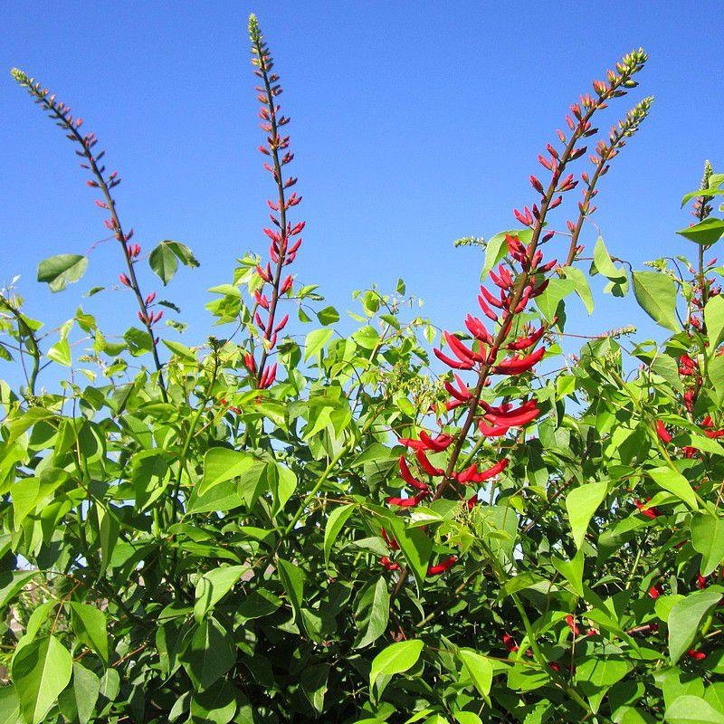 Erythrina x bidwillii - Erythrine Rouge - Arbre corail de Bidwell