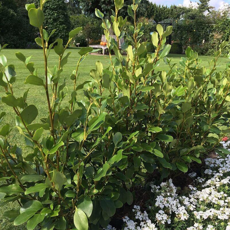 Griselinia littoralis ‘Redge’ - Griseline de bord de mer ‘Redge’