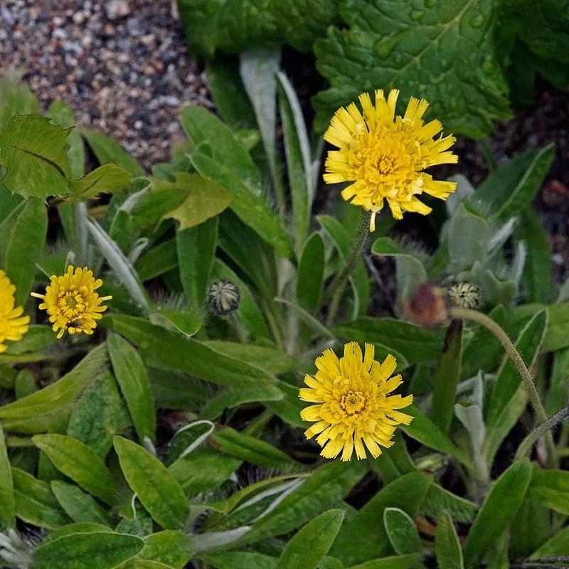 Hieracium pilosella - Epervière - Piloselle jaune