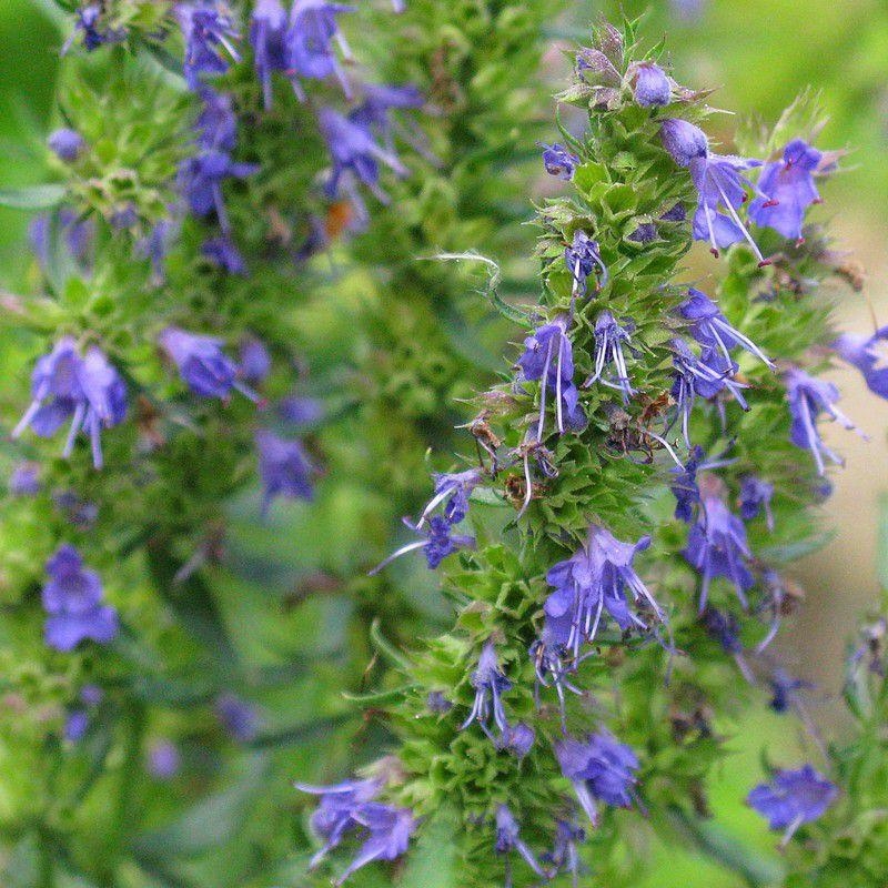 Hyssopus officinalis - Hysope officinale - Herbe sacrée