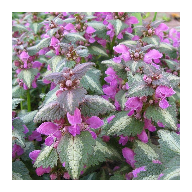 Lamium maculatum 'Roseum' - Lamier maculé rose