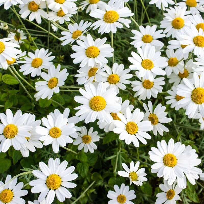 Leucanthemum x superbum 'Snowcap' - Marguerite blanche naine