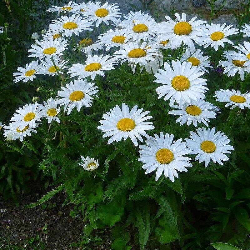 Leucanthemum maximum 'Petite Princesse' - Marguerite blanche naine