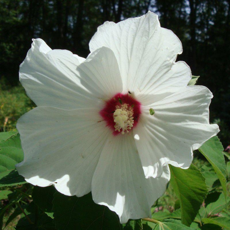 Hibiscus moscheutos 'Alba' - Hibiscus palustris - Ketmie des marais blanc