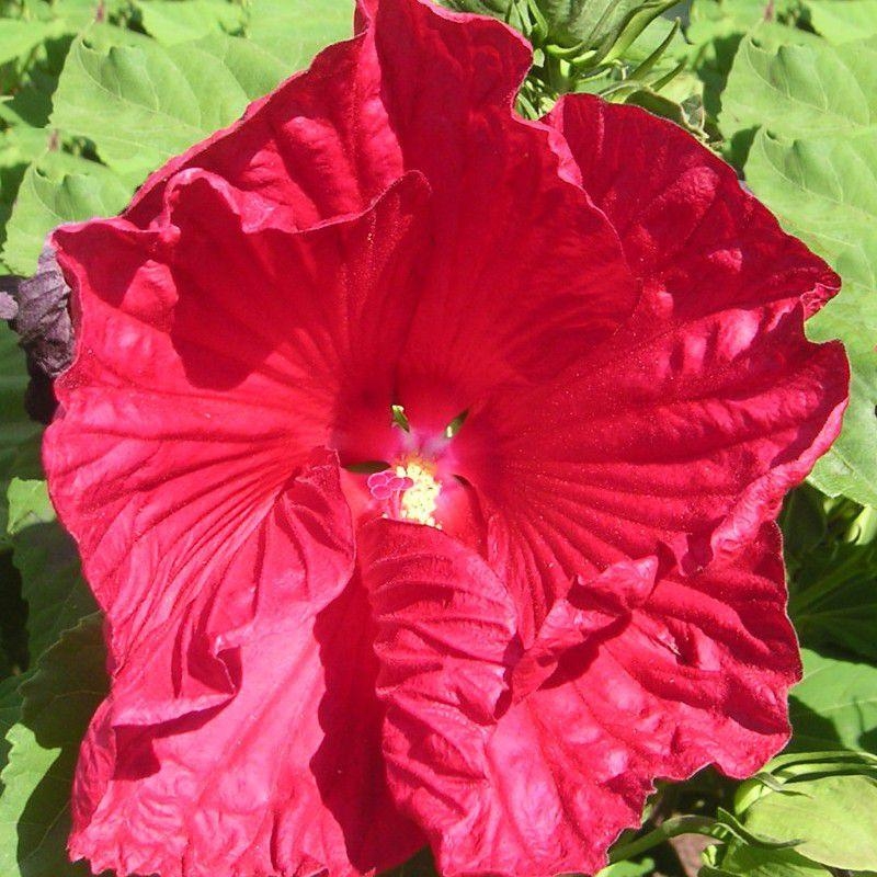 Hibiscus moscheutos 'Rubra' - Hibiscus palustris - Ketmie des marais rouge