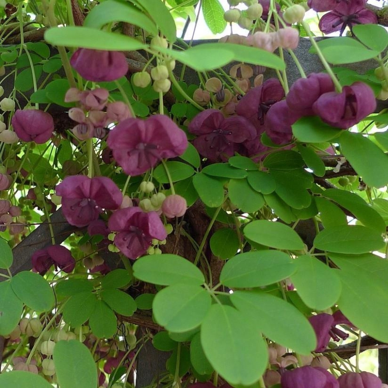 Akebia quinata - Akébie à cinq feuilles - Vigne chocolat parfumée