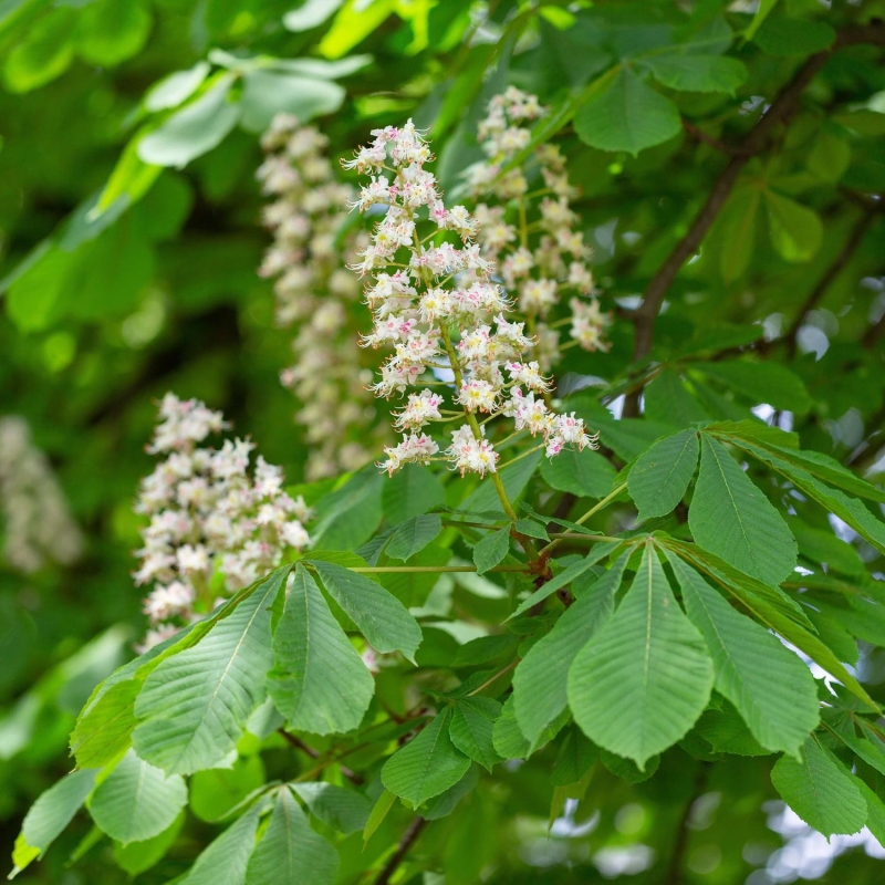 Aesculus hippocastanum - Marronnier d'Inde - Marronnier commun