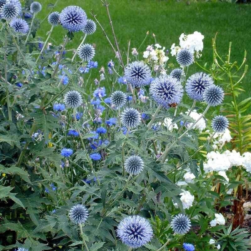 Echinops bannaticus 'Blue Globe' - Chardon boule