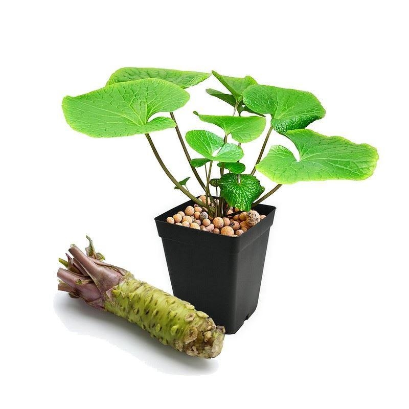 Wasabia japonica - Wasabi - Eutrema japonicum