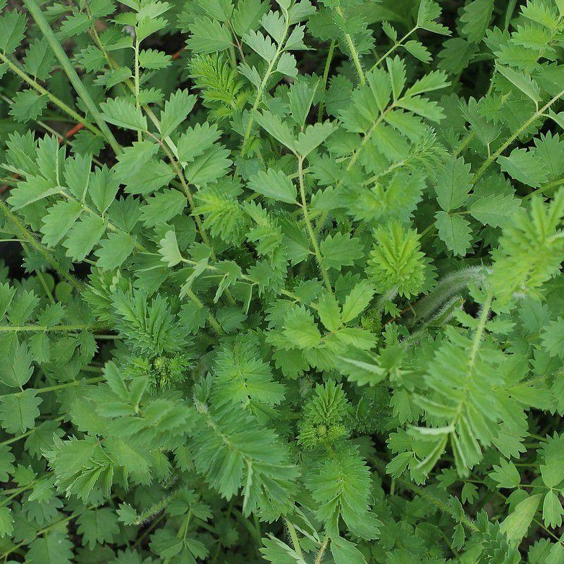 Sanguisorba minor - Petite Pimprenelle - Sanguisorbe