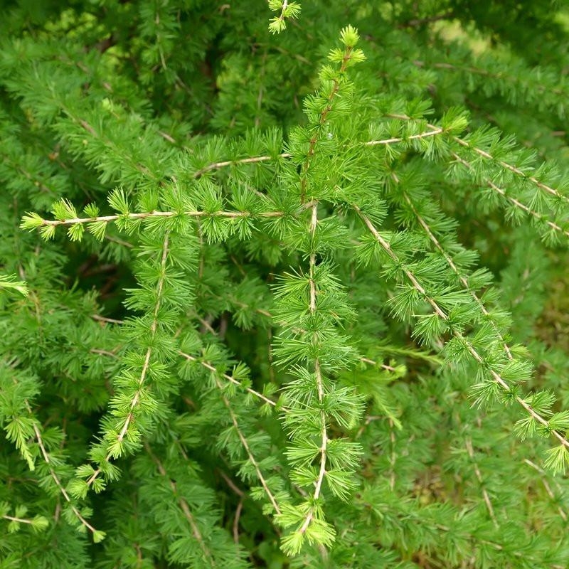 Larix decidua - Mélèze d'Europe