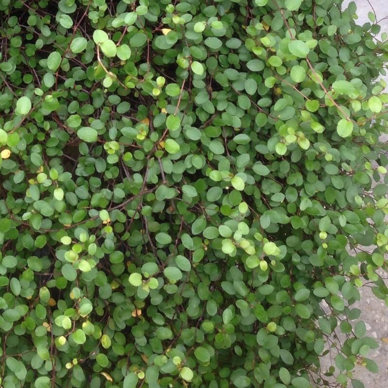 Muehlenbeckia axillaris - Muehlenbeckie naine