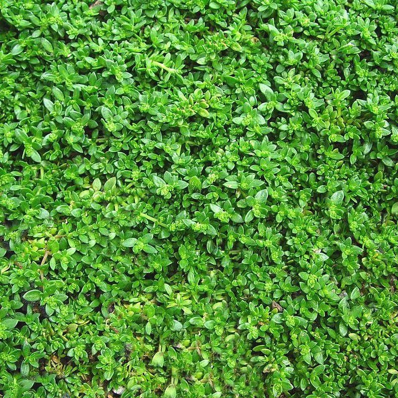Herniaria glabra - Turquette - Millegraine - Herniaire glabre