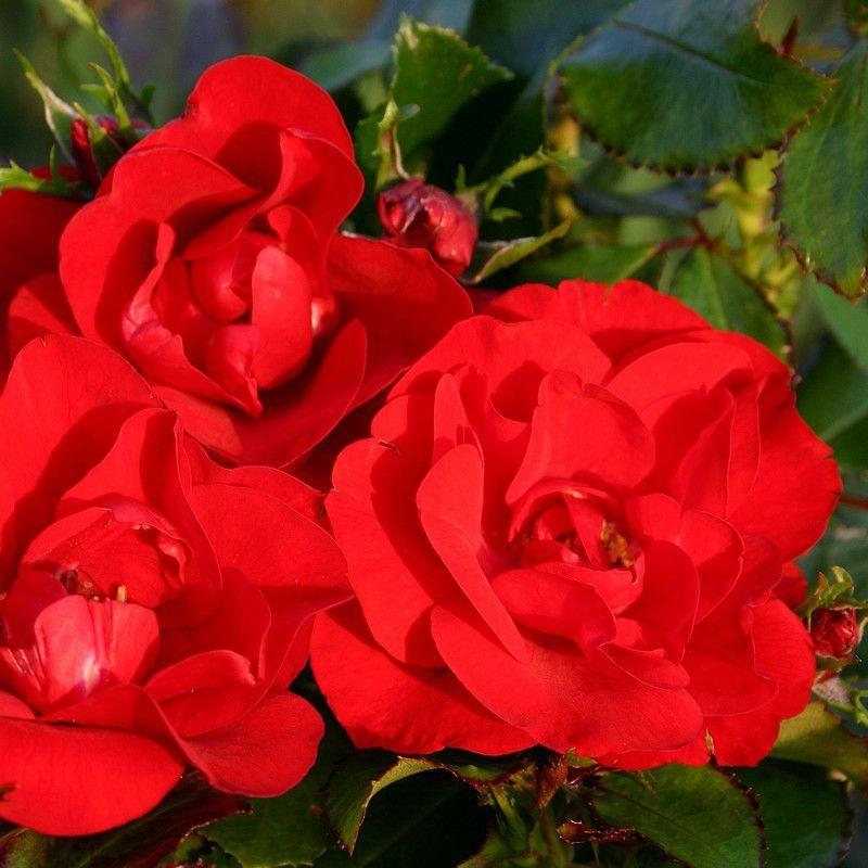 Rosa Sans Contraintes 'Princesse Disney'® - Rosier hybride kordes® rouge et blanc