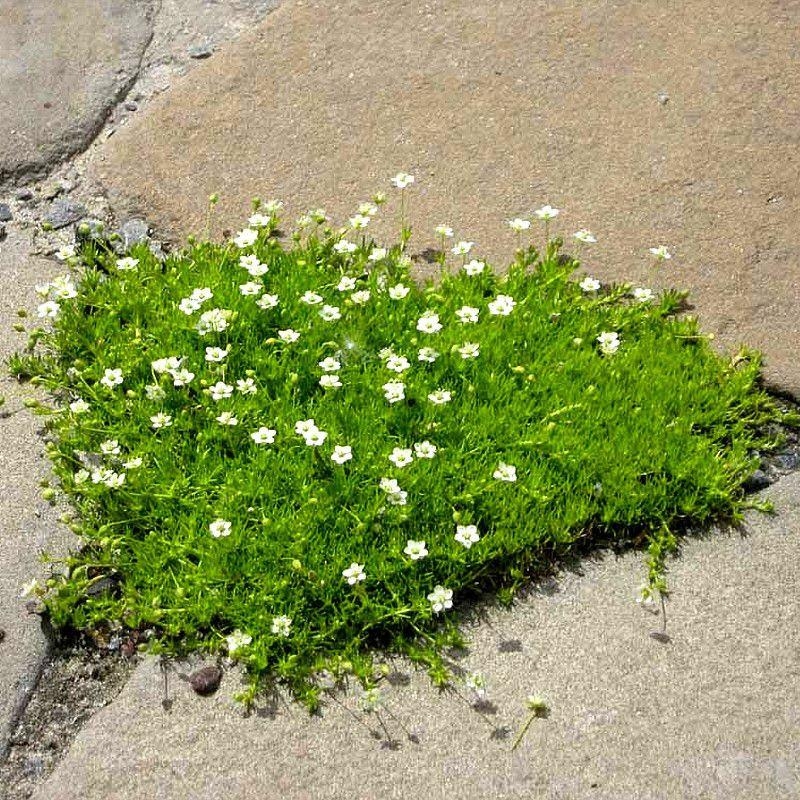 Sagina subulata - Sagine subulée couvre-sol