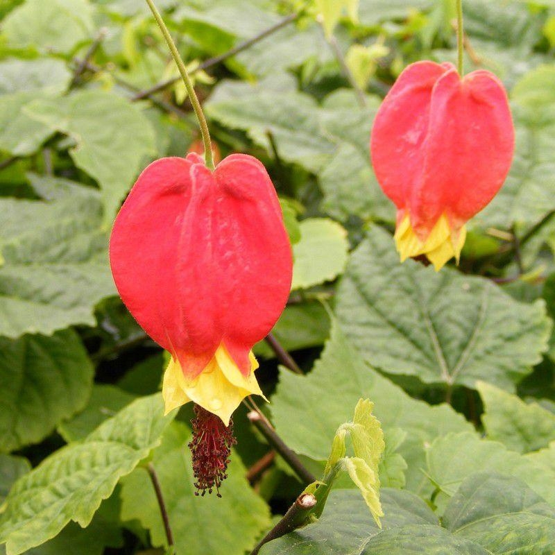 Abutilon megapotamicum - Drapeau Belge grimpant