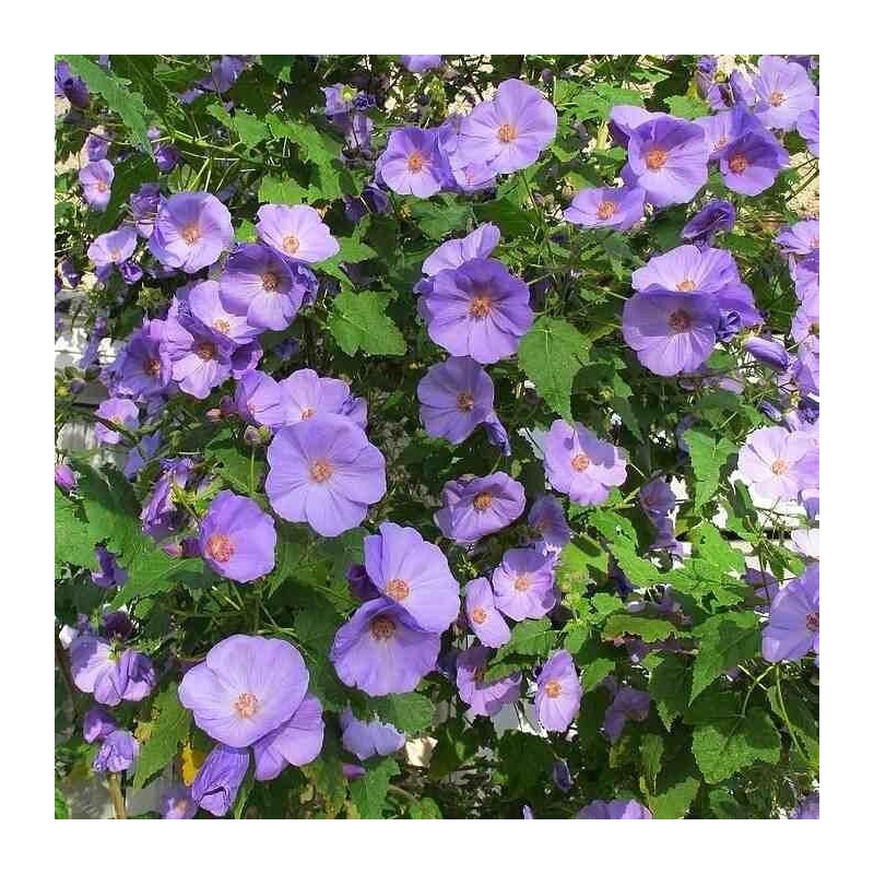Abutilon suntense - Corynabutilon bleu