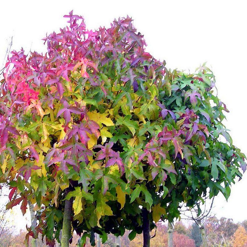 Liquidambar styraciflua 'Gumball' - Copalme d'Amérique compact