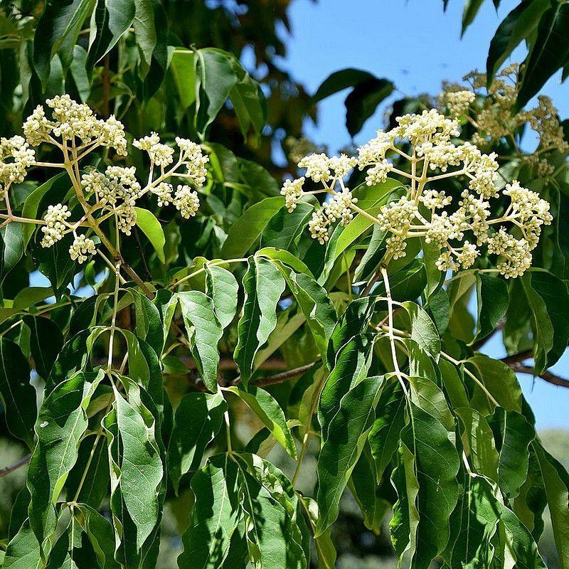 Tetradium daniellii - Arbre à miel - Euodia aux cent mille fleurs