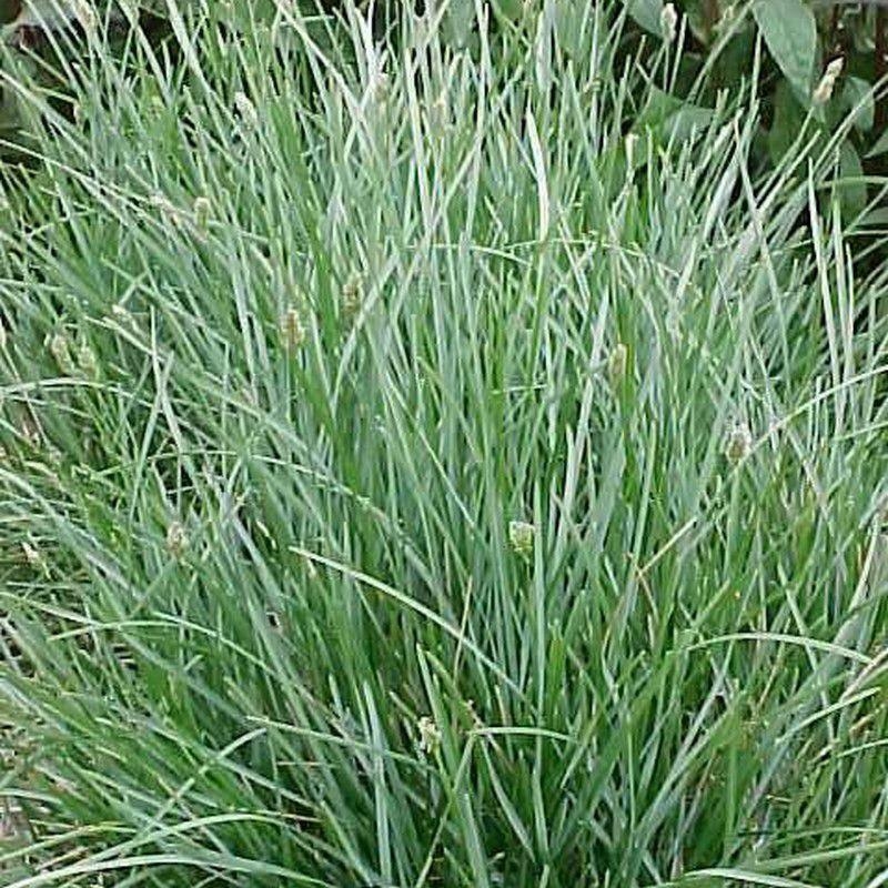 Sesleria caerulea bleue